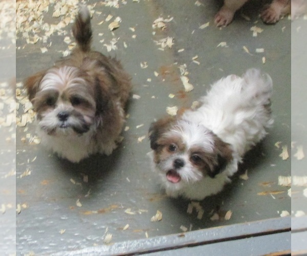 Medium Photo #28 Shih Tzu Puppy For Sale in CARROLLTON, GA, USA