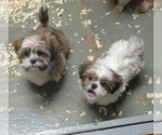 Small Photo #28 Shih Tzu Puppy For Sale in CARROLLTON, GA, USA