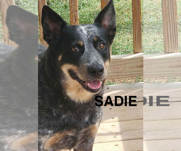Medium Photo #3 Mutt Puppy For Sale in Woodbury, NY, USA