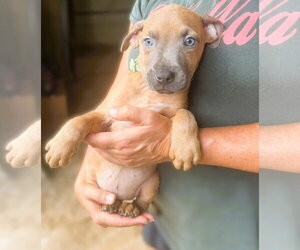 Swift - Female Mutt Dog for Adoption - Photo #3