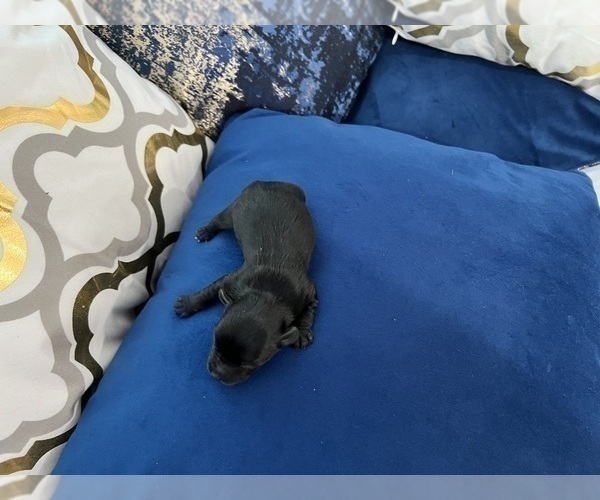 Medium Photo #59 Yorkshire Terrier Puppy For Sale in HAYWARD, CA, USA