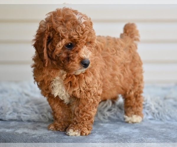 Medium Photo #5 Poodle (Miniature) Puppy For Sale in MILLERSBURG, OH, USA
