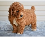 Small #4 Poodle (Miniature)