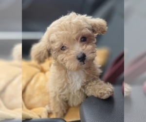 Poodle (Toy) Puppy for sale in DYERSBURG, TN, USA