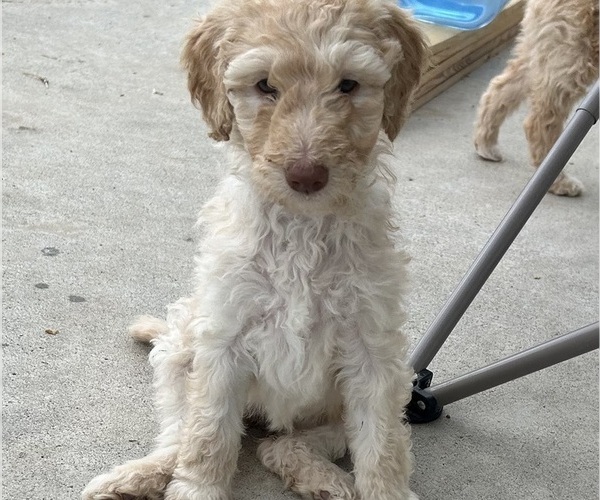 Medium Photo #3 Poodle (Standard) Puppy For Sale in GARDNERVILLE, NV, USA