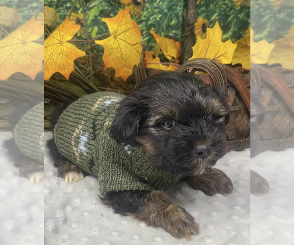 Medium Photo #8 Shorkie Tzu Puppy For Sale in SELLERSBURG, IN, USA
