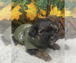 Small #7 Shorkie Tzu