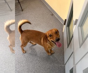 Mutt Dogs for adoption in Low Moor, VA, USA