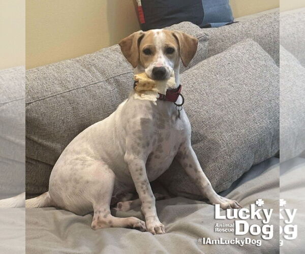 Medium Photo #8 Beagle-Unknown Mix Puppy For Sale in Washington, DC, USA