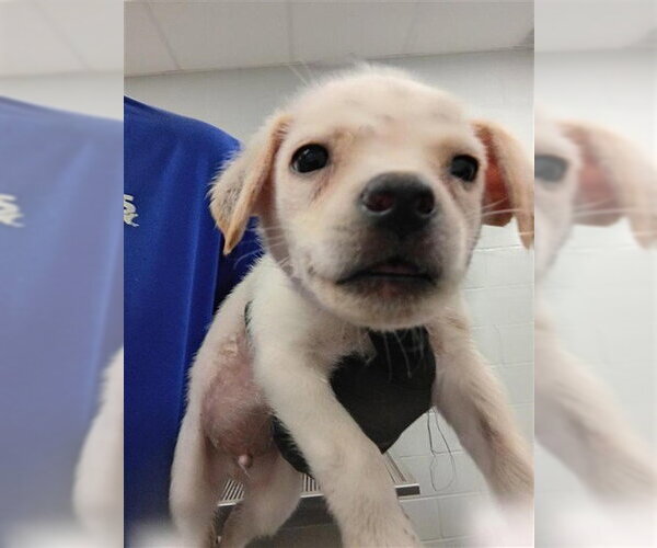 Medium Photo #1 Labrador Retriever-Unknown Mix Puppy For Sale in Corpus Christi, TX, USA
