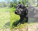 Small Photo #41 Aussiedoodle Puppy For Sale in CONWAY, SC, USA