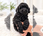 Umka - Male Poodle (Toy) Puppy for Sale - Small photo