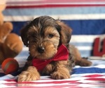 Small Photo #3 YorkiePoo Puppy For Sale in CLAY, PA, USA