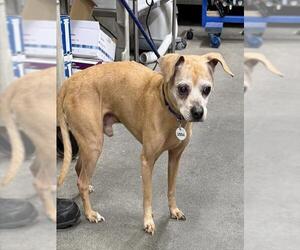 Chihuahua-Unknown Mix Dogs for adoption in Forestville, MD, USA