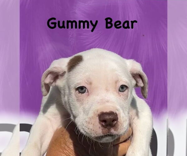 Medium Photo #2 Boxer-Unknown Mix Puppy For Sale in Mooresville, NC, USA