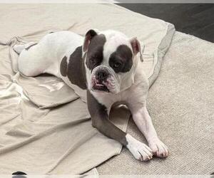 Bulldog-Staffordshire Bull Terrier Mix Dogs for adoption in Rockwall, TX, USA