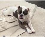 Small Bulldog-Staffordshire Bull Terrier Mix