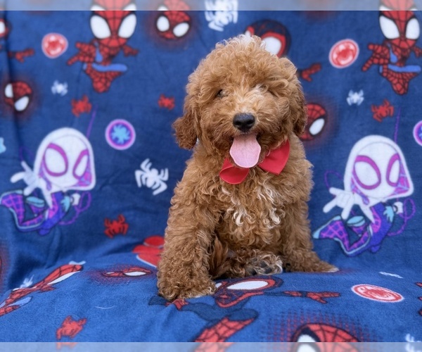 Medium Photo #1 Goldendoodle (Miniature) Puppy For Sale in LAKELAND, FL, USA