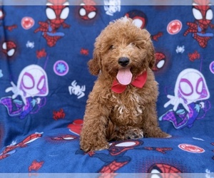 Goldendoodle (Miniature) Puppy for sale in LAKELAND, FL, USA