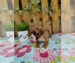 Small #1 Boxer