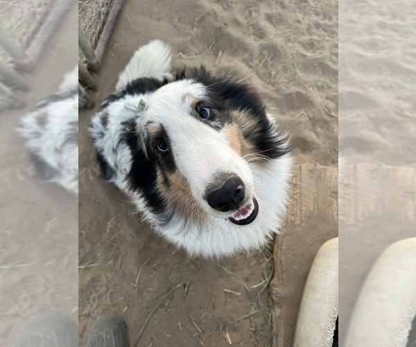 Medium Photo #4 Shetland Sheepdog Puppy For Sale in FORT MORGAN, CO, USA