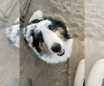 Small #3 Shetland Sheepdog