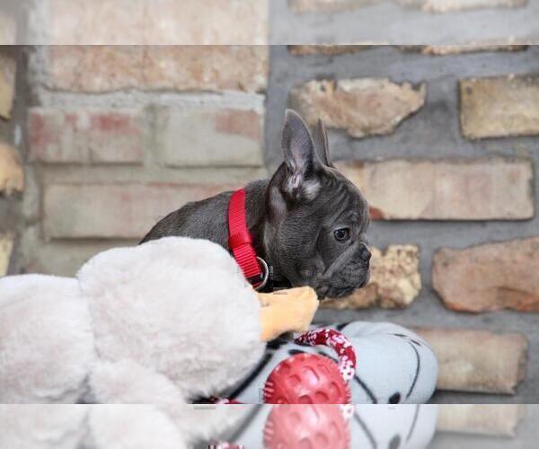 Medium Photo #5 French Bulldog Puppy For Sale in ERIAL, NJ, USA