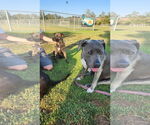 Small #6 Dutch Shepherd  Mix