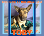 Small #32 German Shepherd Dog