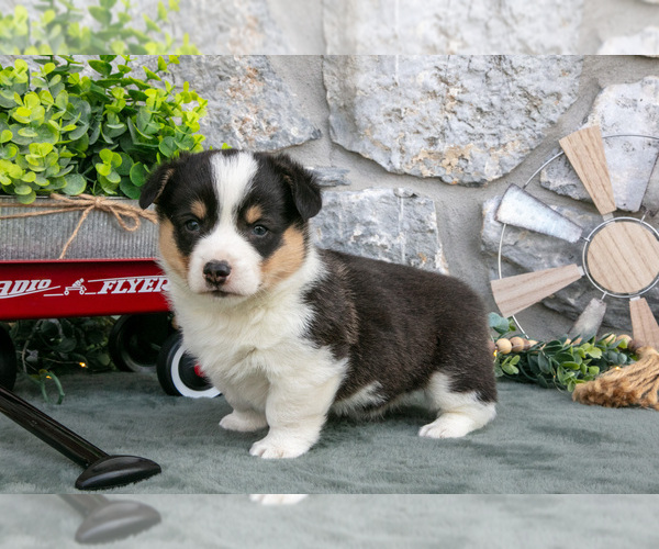 Medium Photo #1 Pembroke Welsh Corgi Puppy For Sale in LEOLA, PA, USA
