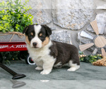 Puppy Oscar Pembroke Welsh Corgi