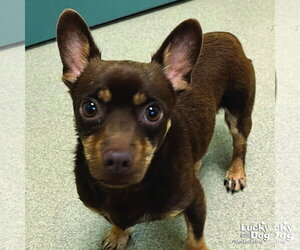 Chihuahua-Unknown Mix Dogs for adoption in Washington, DC, USA