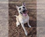 Small German Shepherd Dog Mix