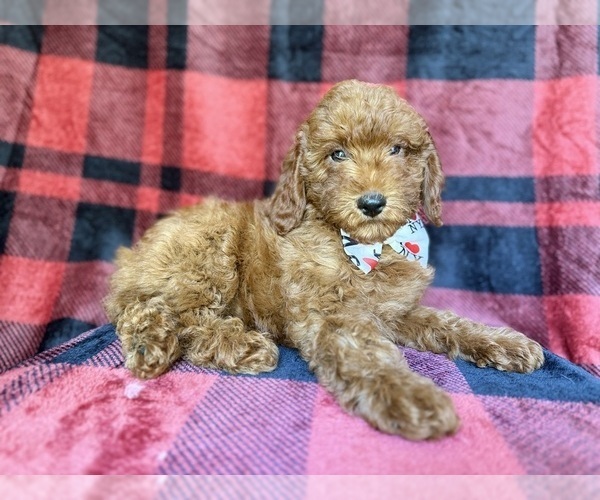 Medium Photo #6 Poodle (Miniature) Puppy For Sale in LAKELAND, FL, USA