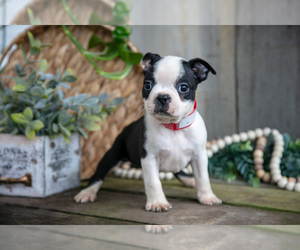 Medium Boston Terrier