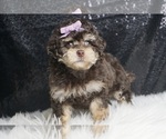 Puppy Punkin AKC Poodle (Miniature)