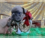 Small #96 French Bulldog