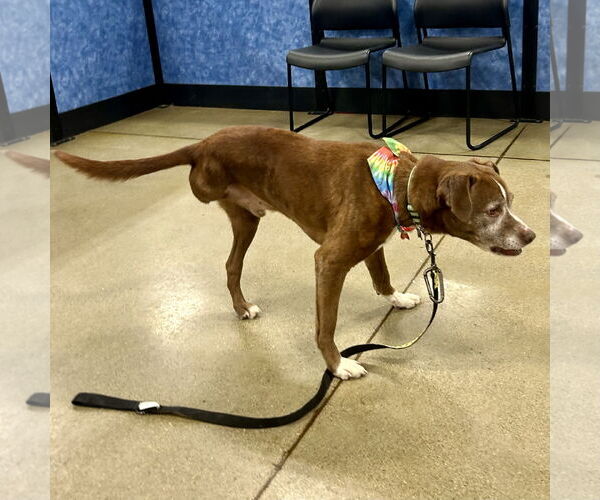 Medium Photo #2 American Pit Bull Terrier-Staffordshire Bull Terrier Mix Puppy For Sale in Batavia, OH, USA