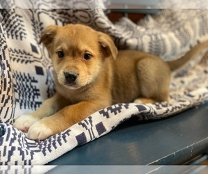 Euro Mountain Sheparnese Puppy for sale in INDIANAPOLIS, IN, USA