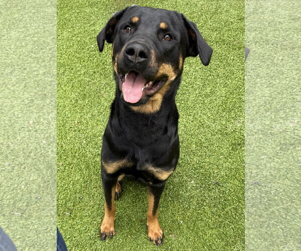Medium Photo #2 Rottweiler Puppy For Sale in Mooresville, NC, USA