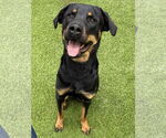 Small #1 Rottweiler