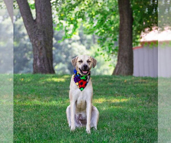 Medium Photo #2 Labrador Retriever-Unknown Mix Puppy For Sale in Unionville, PA, USA