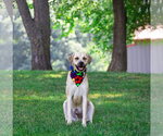Small #1 Labrador Retriever Mix