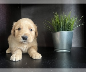 Golden Retriever Puppy for sale in PERRIS, CA, USA