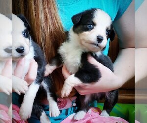 Miniature Australian Shepherd Puppy for sale in MILTON, WI, USA