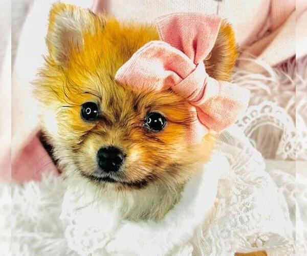 Medium Photo #9 Pomeranian Puppy For Sale in DELRAY BEACH, FL, USA