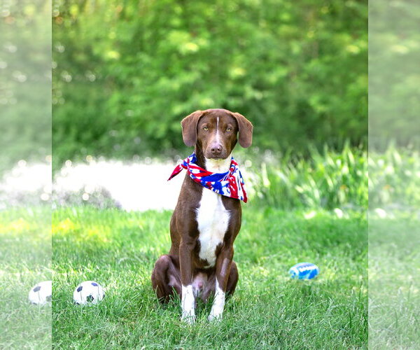 Medium Photo #2 Labrador Retriever-Unknown Mix Puppy For Sale in Unionville, PA, USA