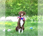 Small #1 Labrador Retriever Mix