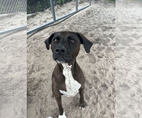 Medium Photo #4 Labrador Retriever-Unknown Mix Puppy For Sale in Sanford, FL, USA