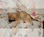 Small Photo #38 German Shepherd Dog Puppy For Sale in ANKENY, IA, USA